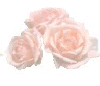 3 Peach Roses.gif (8150 bytes)