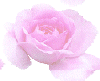 Bright Pink Rose.gif (7441 bytes)
