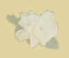 Gardenia1.jpg (3607 bytes)
