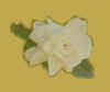 Gardenia.jpg (4621 bytes)