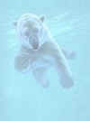 PolarBearSwimming.jpg (4477 bytes)