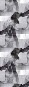 bassetthounds.jpg (16699 bytes)