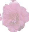 camellia.gif (13662 bytes)