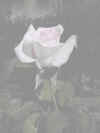 flower_rose_8l2m3_SM.jpg (5362 bytes)