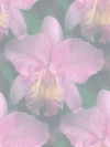 purpleorchids.gif (74914 bytes)